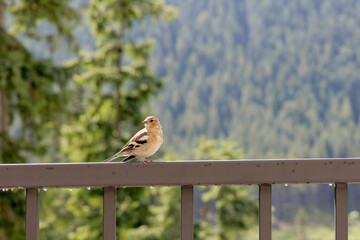 A Small Bird's Gaze