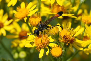 Closeup on a large red-banded sand wasp Ammophila sabulosa on yellow Jacobaea vulgaris flowers