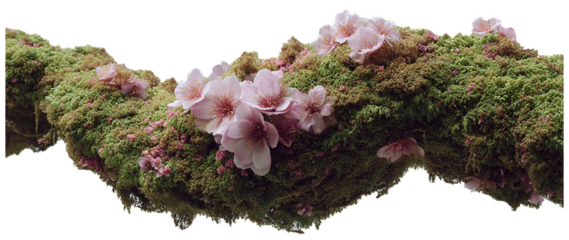a close up of vibrant pink cherry blossoms blooming on lush green moss covered branches against a soft gray background
