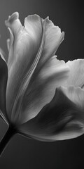 Detailed grayscale close-up of a tulip's delicate petals