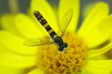 Closeup on European long hoverfly, Sphaerophoria scripta on a yellow flower