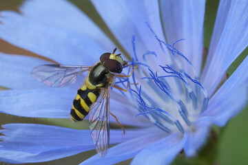 Closeup on a Stripe-backed Fleckwing hoverfly, Dasysyrphus albostriatus on a blue flower