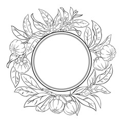 Garcinia Branch with Fruits and Leaves Outline Round Frame. Organic natural nutritional healthy food ingredient, vegetarian diet product. Vector isolated for design or decoration.