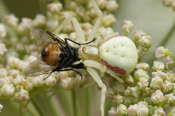 Crab spider preys on fly, blending seamlessly with the flower, showcasing nature's camouflage and...