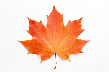 Fototapeta premium Autumn Maple Leaf maple leaf autumn.