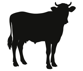 Black cow and bull silhouette isolated on white background