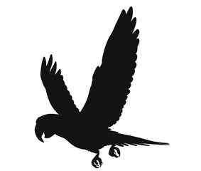 flying parrot silhouette white background vector illustration