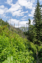 Mountain forest with a mix of new growth and dead trees.