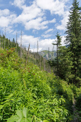 Mountain forest with a mix of new growth and dead trees.