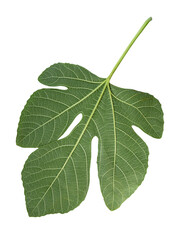 Fototapeta premium Green large leaf fig tree. The background is missing, the leaf is isolated