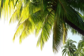 Palm fronds, vibrant green and yellow, backlit by sunlight