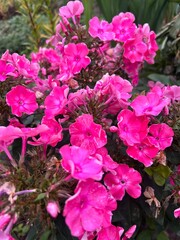 Fototapeta premium flowering bush of fuchsia phlox 