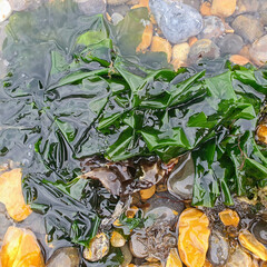 Green Sea Lettuce Seaweed in Shallow Rock Pool on Pebble Beach