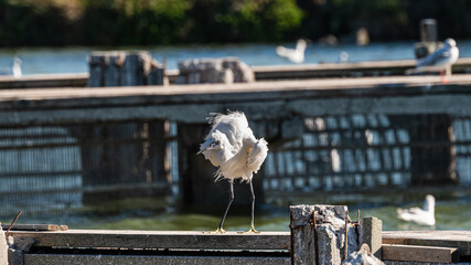 wildlife inside the lagoon of the Po river Delta, Comacchio, Ferrara, Italy