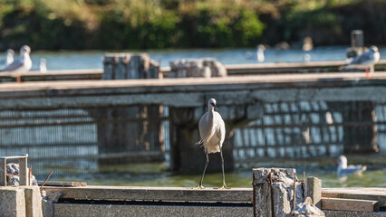 wildlife inside the lagoon of the Po river Delta, Comacchio, Ferrara, Italy