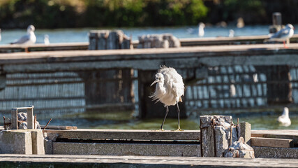 wildlife inside the lagoon of the Po river Delta, Comacchio, Ferrara, Italy