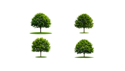 Green tree with green leaves isolated on white background