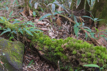 藻類：シッポゴケ（	Dicranum japonicum Mitt）／朽木に生えた苔／北八ヶ岳・8月
