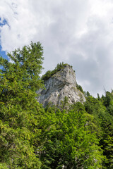 Forest Landscape with Cliff