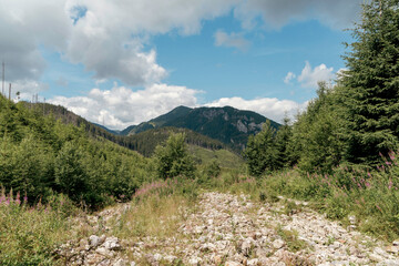 Mountain path with forest and sky.