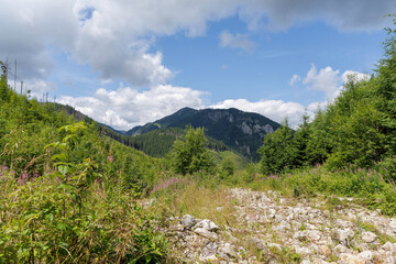  Rocky mountain trail in a green forest.
