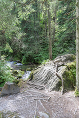 Tree Roots and River in the Forest