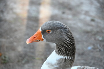 kaczka z szarą głową z bliska i pływa w wodzie © Miroslaw