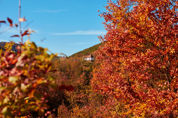Autumn colored trees and countryside landscape scenery.