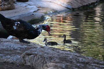 kacza rodzina małe kaczki pływają w sadzawce © Miroslaw