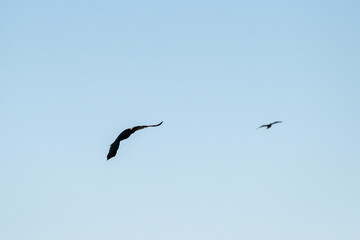 birds flying insid the lagoon, Po river Delta, Comacchio, Ferrara, Italy