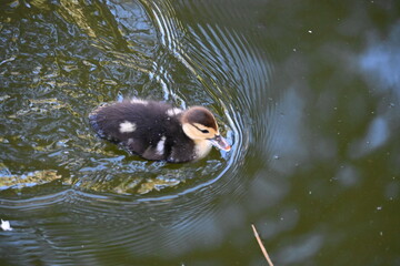 kacza rodzina małe kaczki pływają w sadzawce © Miroslaw
