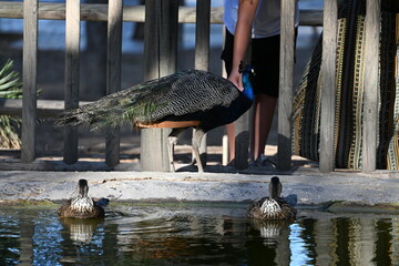 zdjęcie pawia ręka karmi niebieskie wole kolorowe pióra  © Miroslaw