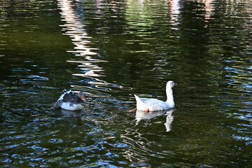 biała gęś w tle woda  © Miroslaw