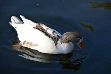 kaczka z szarą głową z bliska i pływa w wodzie © Miroslaw