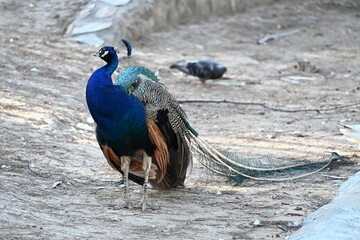 zdjęcie pawia ręka karmi niebieskie wole kolorowe pióra  © Miroslaw