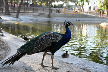 zdjęcie pawia ręka karmi niebieskie wole kolorowe pióra  © Miroslaw