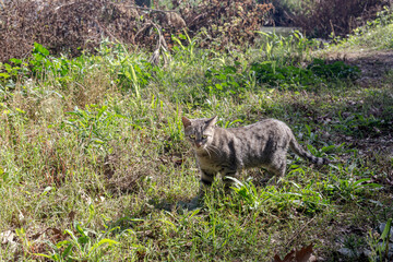 Wild, gray cat walking in the park close-up