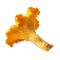 Bright Yellow Chanterelle Mushroom on White Background Fresh and Edible