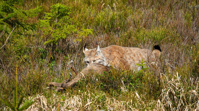 The Eurasian lynx (Lynx lynx) is the largest European cat and has hunted a roe deer.