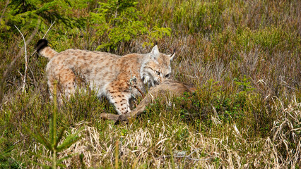 Obraz premium The Eurasian lynx (Lynx lynx) is the largest European cat and has hunted a roe deer.