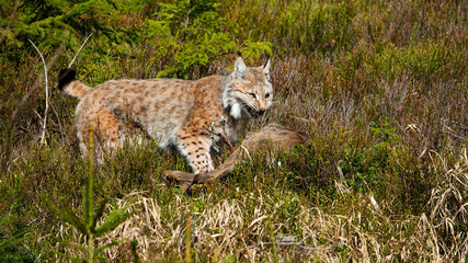 Obraz premium The Eurasian lynx (Lynx lynx) is the largest European cat and has hunted a roe deer.