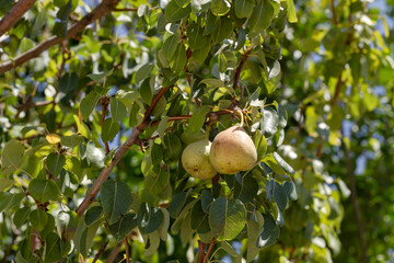 Branches with ripening pears close-up