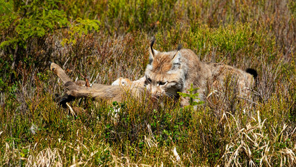 The Eurasian lynx (Lynx lynx) is the largest European cat and has hunted a roe deer. © Milan