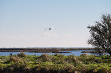 wildlife inside the lagoon of the Po river Delta, Comacchio, Ferrara, Italy