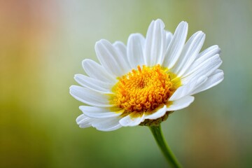 Fototapeta premium A vibrant daisy features white petals surrounding a textured yellow center all against a blurred green and orange backdrop