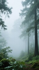 Obraz premium Misty Forest Pathway with Tall Trees and Dense Fog