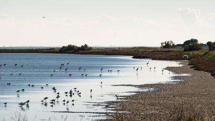 Naklejka premium wildlife inside the lagoon of the Po river Delta, Comacchio, Ferrara, Italy