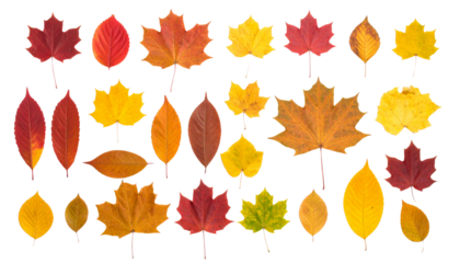 Flat lay of assorted autumn leaves in red, orange, and yellow tones, arranged aesthetically, isolated on transparent background