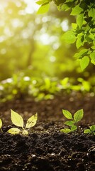 Fresh sprouts emerging from soil, bathed in sunlight