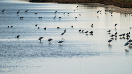 wildlife inside the lagoon of the Po river Delta, Comacchio, Ferrara, Italy